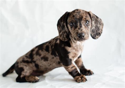 Dapple Dachshund The Ultimate Dapple Doxie Dog Breed Guide All