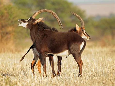 Hunting Sable in South Africa - Somerby Safaris