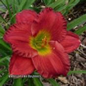 Daylily Hemerocallis Red Hot Returns In The Daylilies Database Garden Org