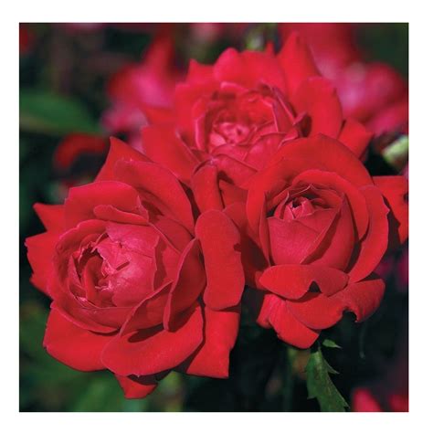 Double Red Knockout Rose, 1 Gallon | Rural King