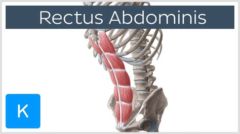 Identify The Rectus Abdominis