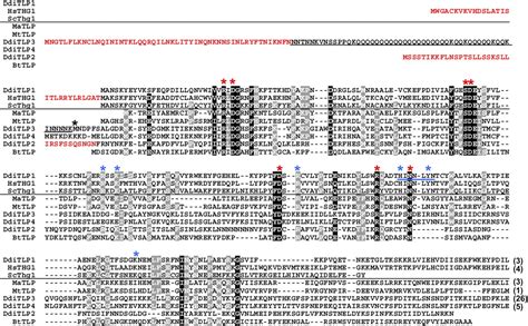 A Role For Trnahis Guanylyltransferase Thg Like Proteins From