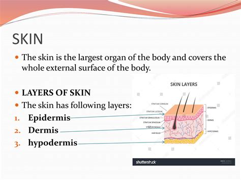 Solution Anatomy Skin And Its Appendages Studypool