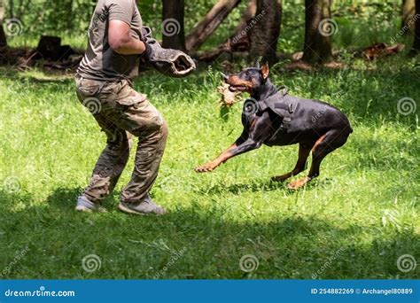 Doberman with a Cynologist, in Attack Training, in the Face. Stock ...