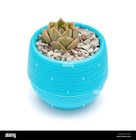 Pot Of Green Succulent Plant On A White Background Stock Photo Alamy