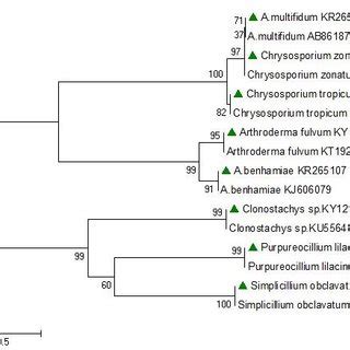 Phylogenetic Tree Based On Its Region Of Rdna Gene Sequences For