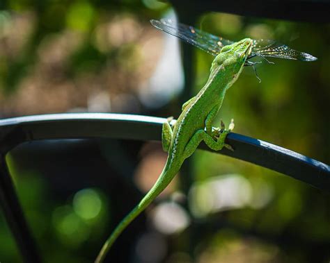 Anole Lizard Features FAQs • The Wannabe Naturalist