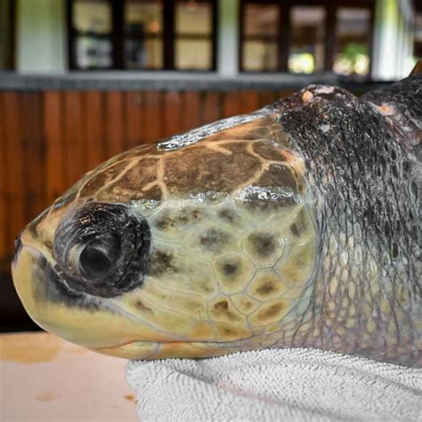 EMMA Turtle Rescue Rehabilitation In The Maldives