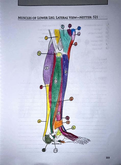 Lateral Lower Leg Anatomy