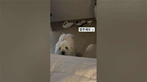 꼬똥드툴레아 밥 달라고 하는 강아지🍚 누나 깨우는 댕댕이 꼬똥 밥풀때기 배꼽시계 간절한 눈빛 Youtube