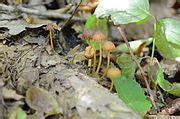 Mycena Viridimarginata Wikimedia Commons