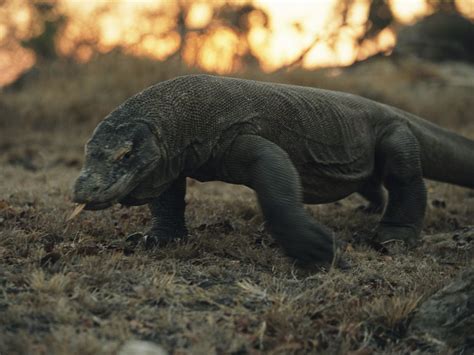 Komodo Dragon - National Geographic Society