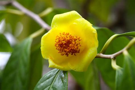 Fleurs Camélia Jaune 5 Variétés étonnantes à Admirer Nostrodomus