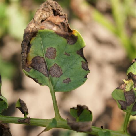 Early Blight In Potatoes Syngenta Canada