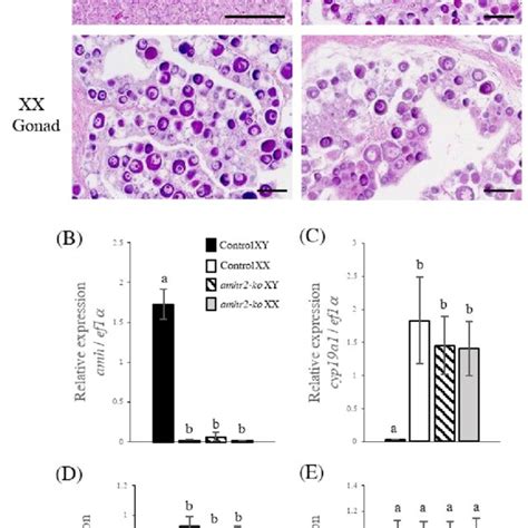 Phenotypic Analysis Of Amhr2 Knockout Mutants Histological Images Of