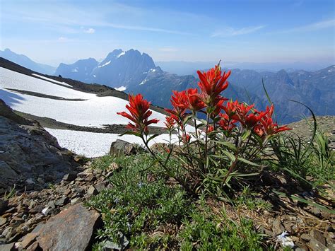 What We Love: Wildflowers in the Alpine | NorthIsle.News