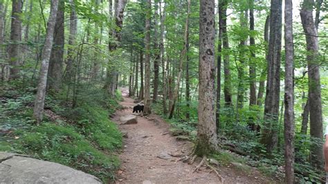 Photos of Rainbow Falls Trail - Tennessee | AllTrails