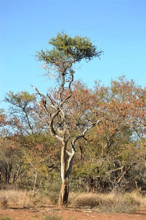 Free stock photo of Tree in the Bushveld