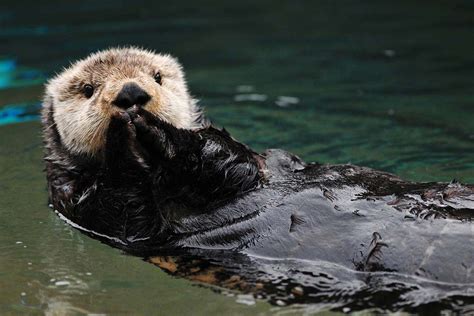 Kenai Fjords National Park Tour Cruise | Kenai Fjords Tours