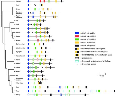 Genomic Structure Of The B Globin Gene Cluster In Laurasiatherian