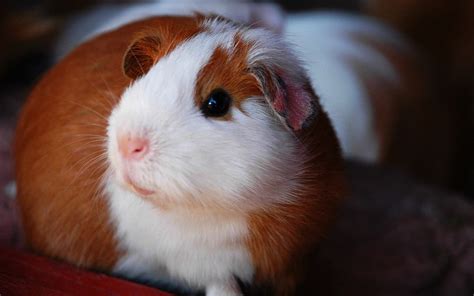 Peruvian Guinea Pig