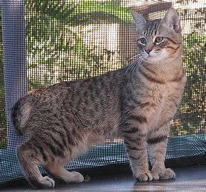 herbert stanford pixie bob