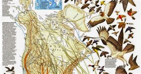 La Pajarera Del Comepancito Bird Migration In The Americas Thematic Map