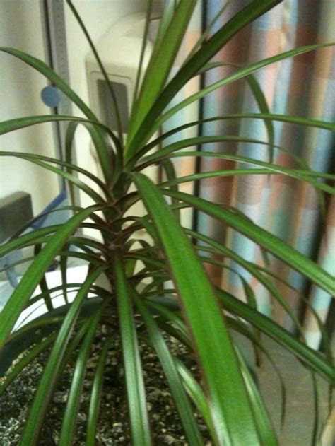 House Plants Identification Pictures