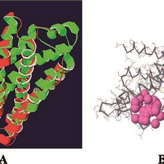 A Superposition Of The Histamine H Receptor Red And Template Rze