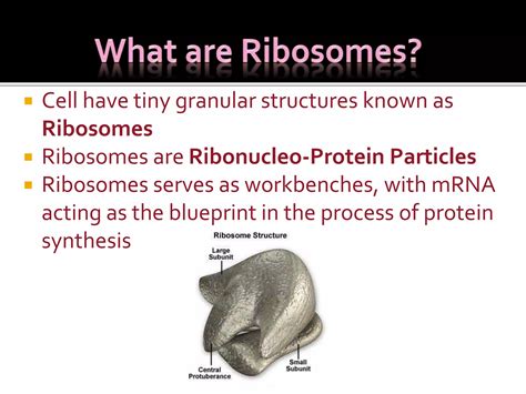 ribosomes structure function pptx
