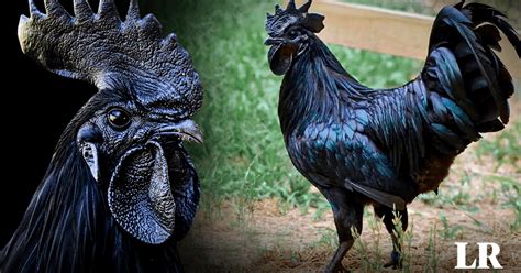 Ayam Cemani El Pollo Más Raro Del Mundo ¿por Qué Su Carne Y Huesos