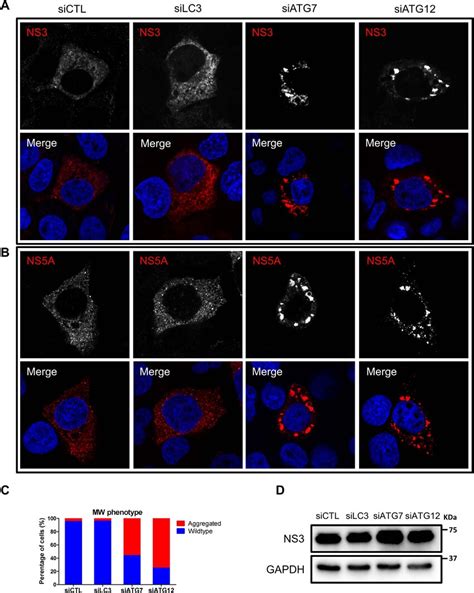 The Impact Of Lc Atg Or Atg Silencing On Membranous Web Phenotype