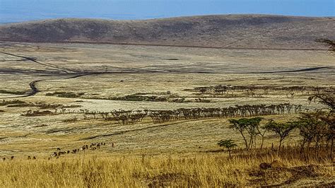 Maasai Warrior Herding Cattle Photograph by Marilyn Burton - Pixels