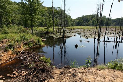 Jason's Photos: Calvert Cliffs State Park