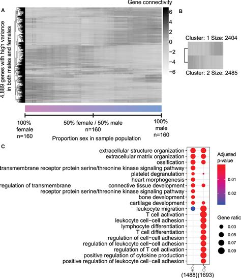 Sex Stratified Gene Regulatory Networks Reveal Female Key Driver Genes Of Atherosclerosis