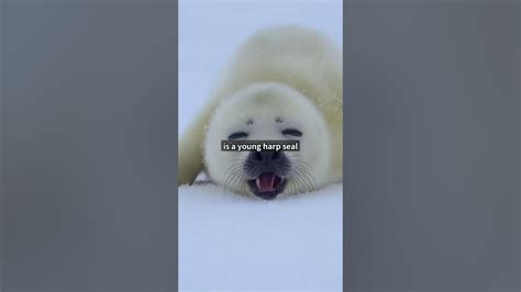 Cute And Funny Moments With 🥰 Seal Compilation 5 Interesting Facts