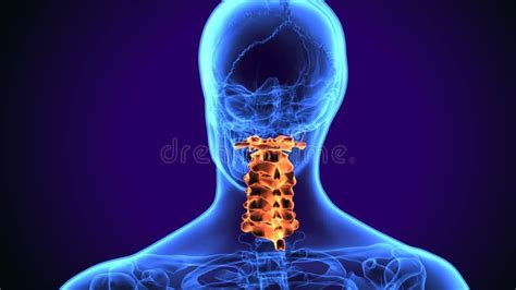 Ejemplo D De La Anatom A De Espinal Cervical De La Espina Dorsal