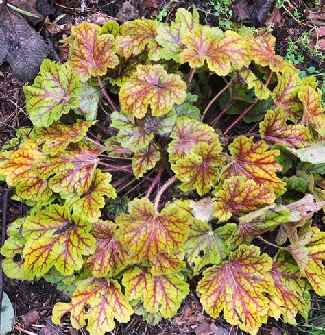 Heuchera Varieties: 10 Common And Rare Types Of Heuchera | The Home Tome