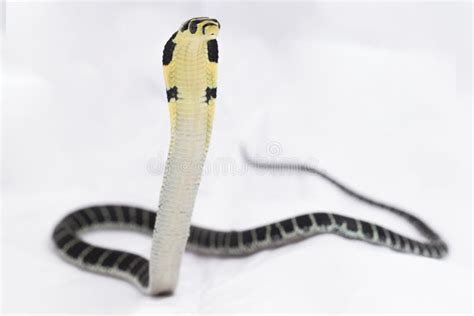 Baby King Cobra Ophiophagus Hannah Un Serpente Velenoso Originario Dell