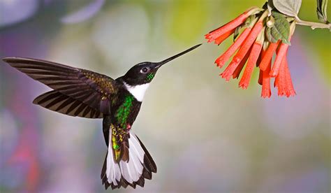 You will fall in love with Mindo Cloud Forest Reserve - Wanderbus Ecuador