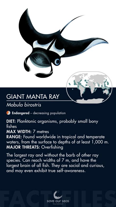 Giant manta ray - Save Our Seas Foundation