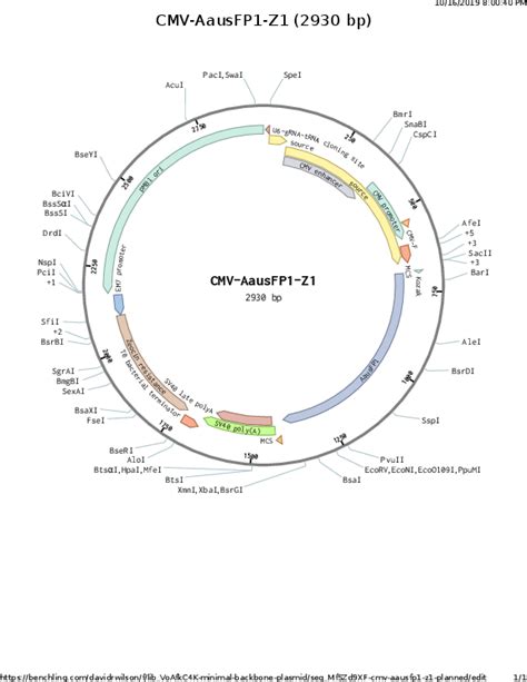 Addgene CMV AausFP1 Z1