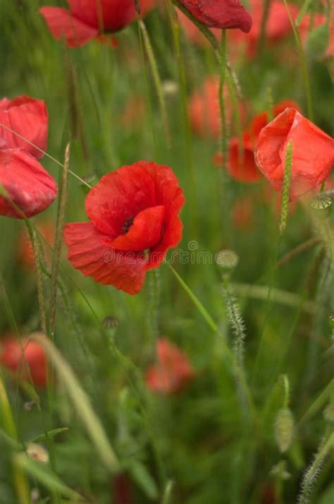 Vibrant and Colorful Field of Red Poppy Flowers Growing in a Lush