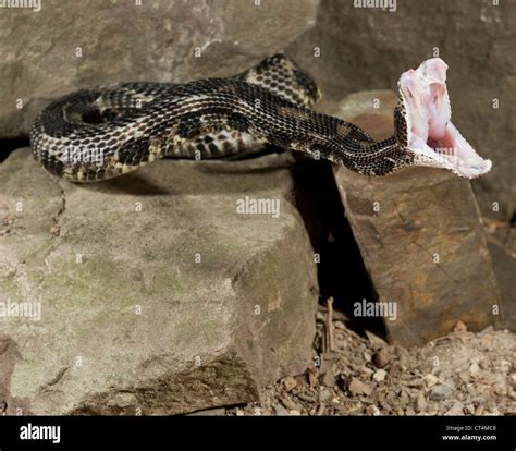 Rattlesnake Striking At Camera