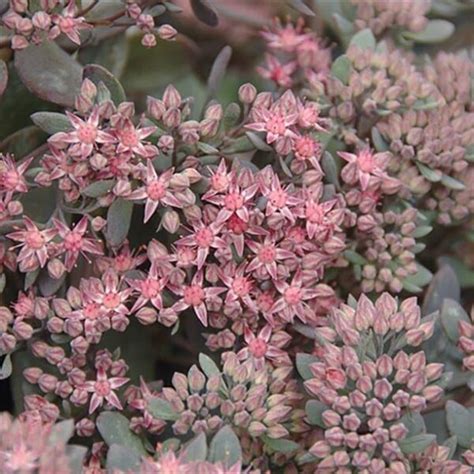 Sedum Red Canyon Une Plante Succulente Color E Pour Votre Jardin