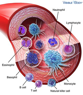 Circulatory System Blood Cells