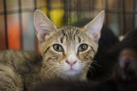 Care Cat Adoption And Rescue Efforts