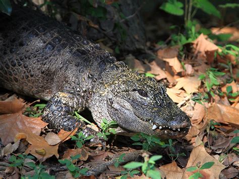 Chinese Alligator | Alexandria Zoo