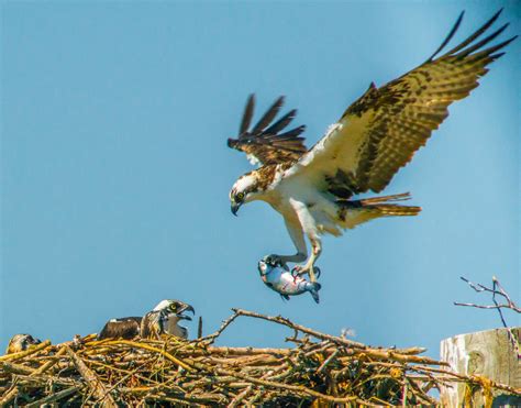 Male Osprey Pandion Haliaetus Bringing Salmon To Female Flickr