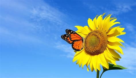 32,000+ Sunflower And Butterfly Pictures